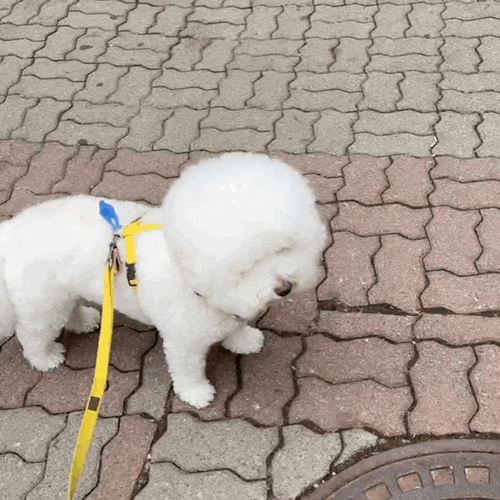  강아지 나이 계산법과 평균수명