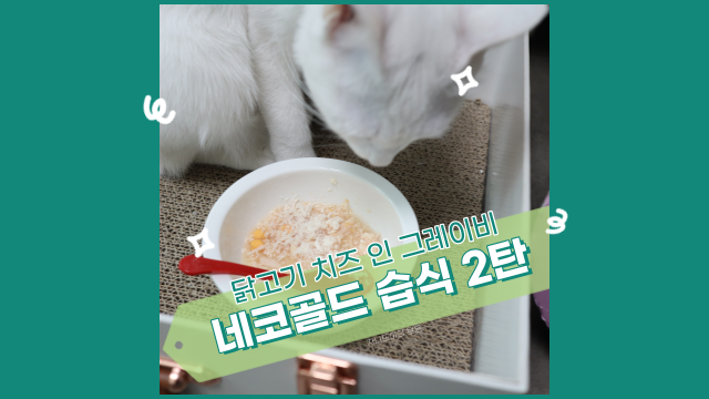 네코 골드 닭고기 치즈 인 그레이비(육수 타입), 고양이 습식 먹이기 프로젝트!