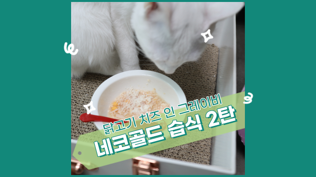  네코 골드 닭고기 치즈 인 그레이비(육수 타입), 고양이 습식 먹이기 프로젝트!