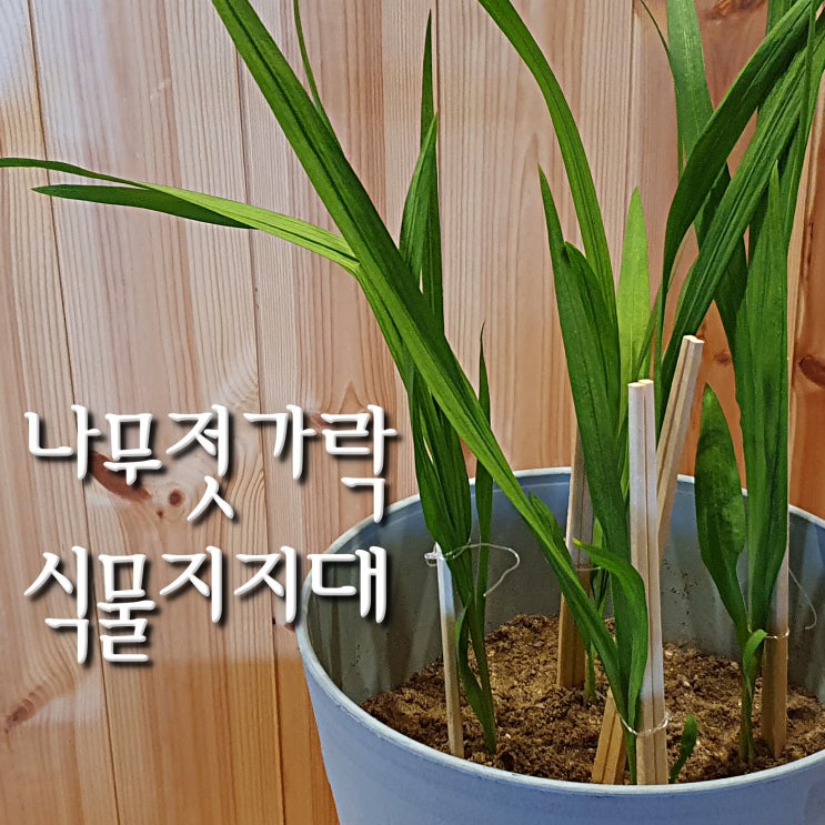  쓰러지는 프리지아 지지대 만들기(나무젓가락, 낚싯줄)