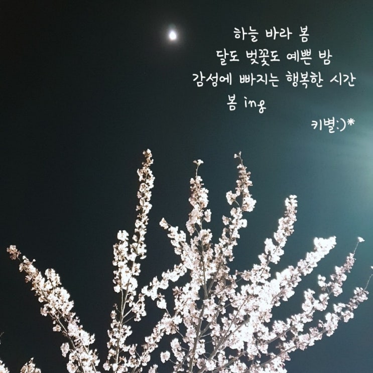  벚꽃:봄(감성)(인생)(삶)(글귀)(키별)