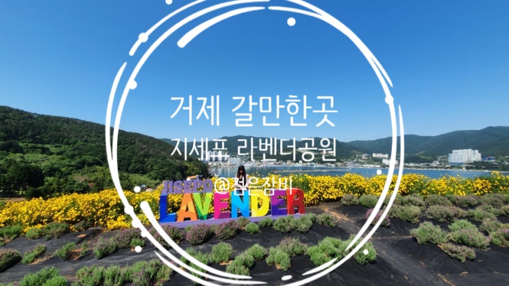  지난해 5월 거제도 여행. 그 때 못다한 이야기!! 거제도 갈만한곳 지세포 라벤더 공원(feat. 진이네분식)
