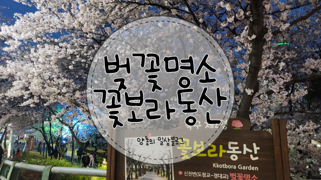  일상) 대구 북구 2경인 벚꽃이 이쁜 꽃보라 동산