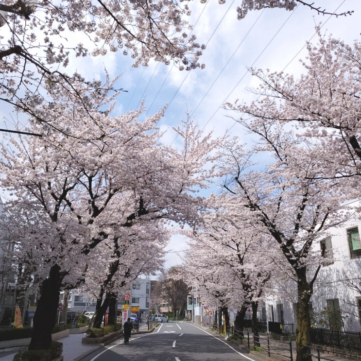 세이세키사쿠라가오카, 벚꽃마을 벚꽃사진