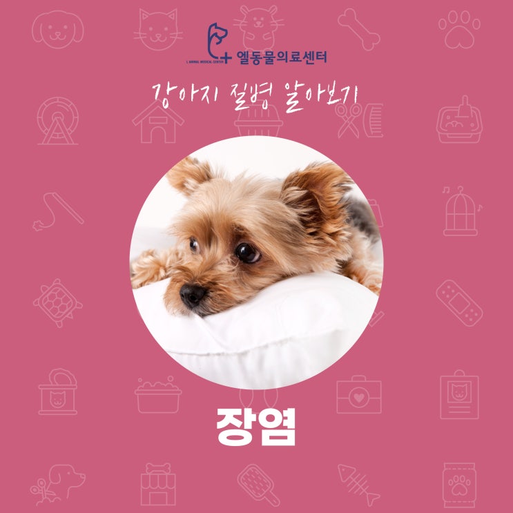  부산 강아지 장염 증상 연산동 동물병원 엘동물의료센터 강아지 질병 알아보기
