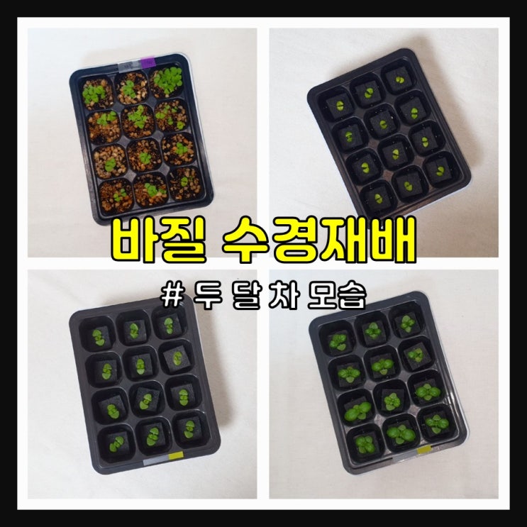  2022 바질 수경재배 (두 달 차)