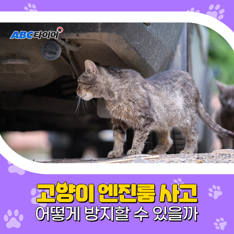고양이 엔진룸 사고, 어떻게 방지할 수 있을까