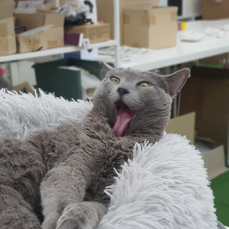  고양이 로나의 일상