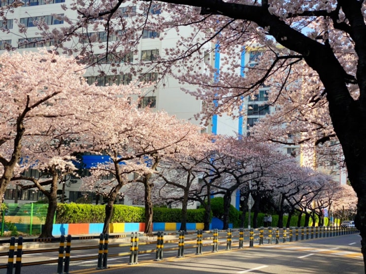  부산 삼익비치 벚꽃 상황은?