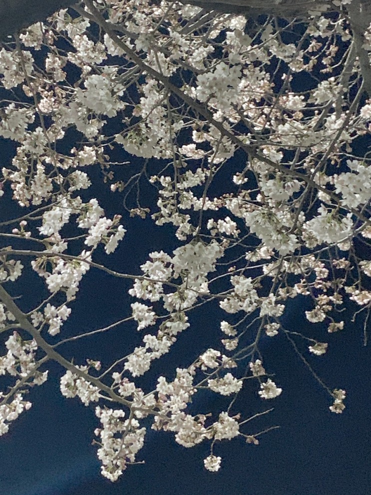 [일상기록] 밤벚꽃은 너무 이뻐요.. 부산 벚꽃 개화시기 및 근황 등