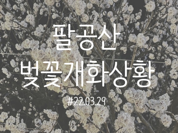 팔공산 벚꽃 실시간 개화 상황 !    올해 첫 벚꽃 구경