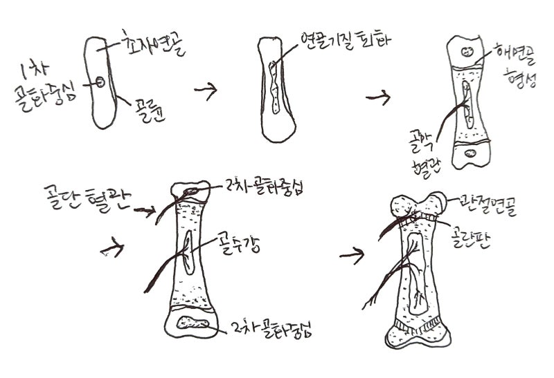 동물보건사 독학하기! (해부학 용어 정리4-몸통) : 네이버 블로그