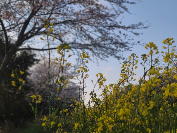 제주도 벚꽃 명소 표선면 가시리 녹산로 2022년 벚꽃, 유채꽃도로 개화상황