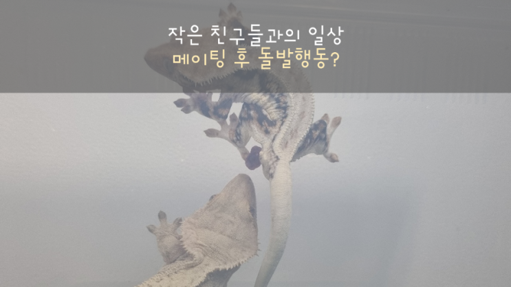  크레스티드게코 메이팅 후 암컷의 돌발행동?
