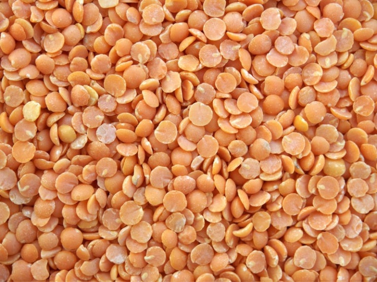 렌틸콩(lentils) 효능