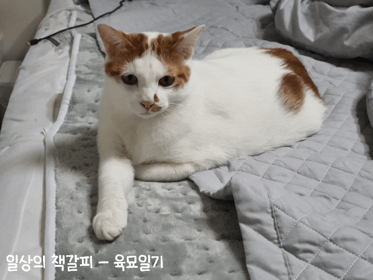  <2인2묘 라이프> 2022. 3. 21.~24. 우당탕탕 사고뭉치 고양이 일상