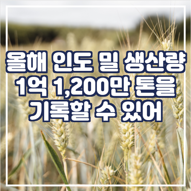  [국제농산물] 올해 22년 인도의 밀 생산량은 1억 1,200만 톤을 기록할 수 있어