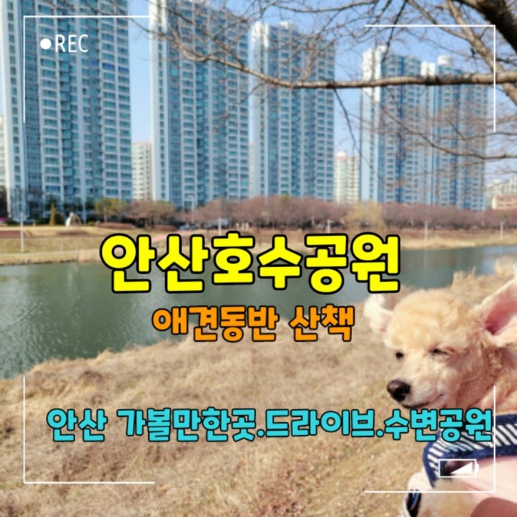  호수가 아름다운 안산호수공원 ️애견동반 산책.