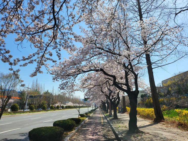  벚꽃잔치  온통 모든 동네가 벚꽃으로 물들었네 도로에도 아파트에도~~