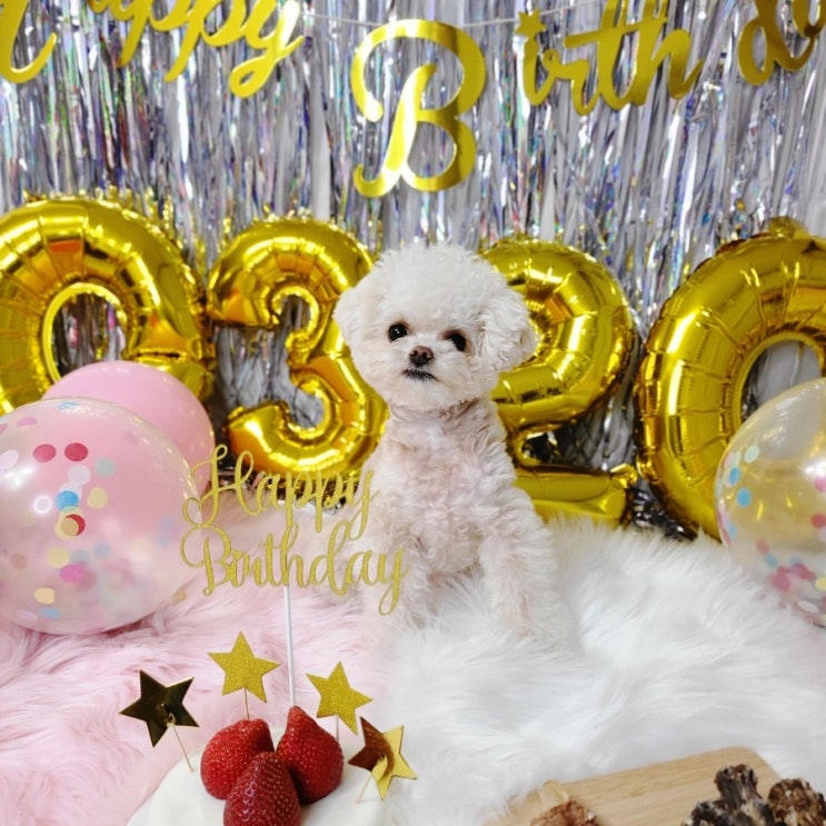  HAPPY BIRTHDAY 이덕구 :: 덕구의 3번째 생일
