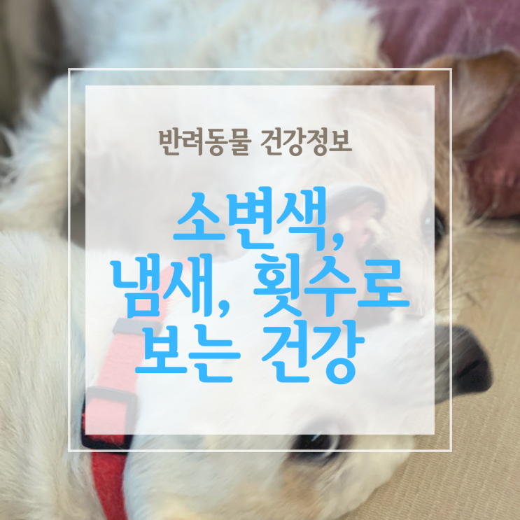  강아지 소변색, 냄새, 횟수로 알아본 건강 상태