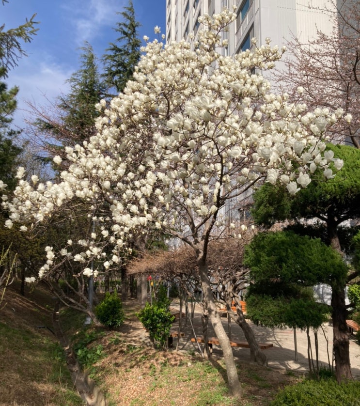  목련 개화시기 꽃말 봄이 왔나봄