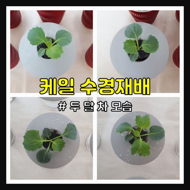  2022 케일 수경재배 (두 달 차)