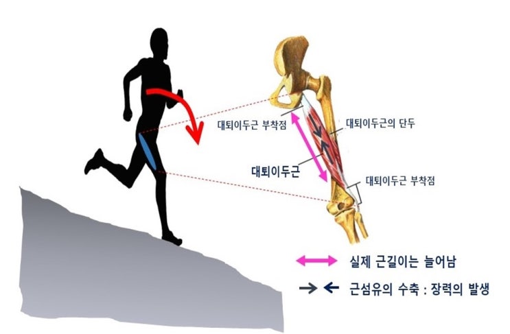  운동후 근육통증, 운동을 해야할까?, 지연성근통증(DOMS)과 반복바우트 효과