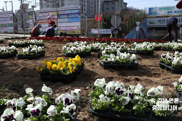 영동군, 봄맞이 꽃 도심 곳곳에서‘활짝’