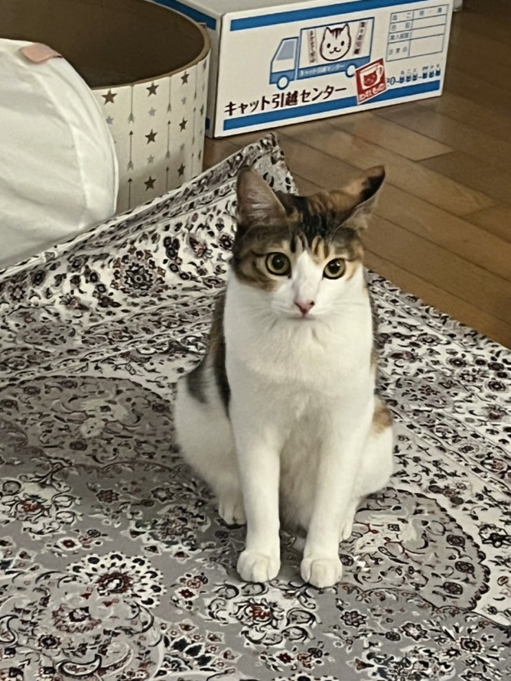  얼룩윙크