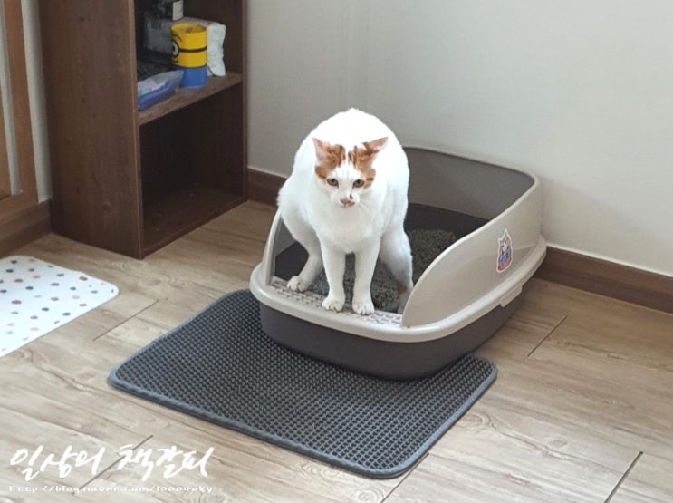  <2인2묘 라이프> 2022. 3. 25.~27. 엉뚱해도 귀여워