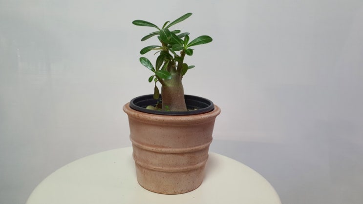  아프리카식물 아데니움 오베숨 미니바오밥 사막의장미 석화 키우기 How to Grow Adenium obesum (feat 석화 꽃말)