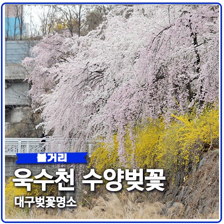 대구 벚꽃 명소 욱수골 수양벚꽃 만개