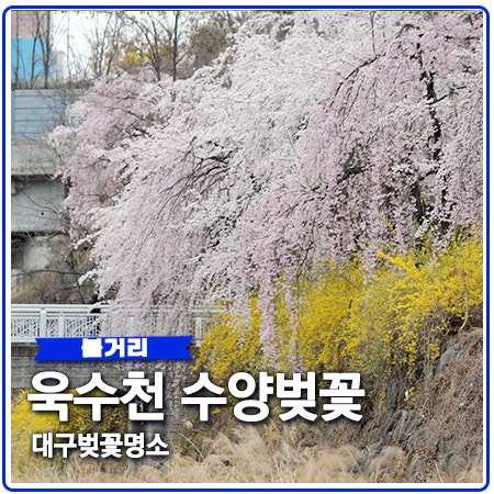 대구 벚꽃 명소 욱수골 수양벚꽃 만개 대구 벚꽃 명소 욱수골 수양벚꽃 만개