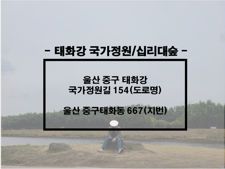  울산 여행지 추천, 울산 커플 데이트 코스, 울산 가볼만한 곳, 태화강 국가정원/십리대 숲