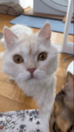  복땡이