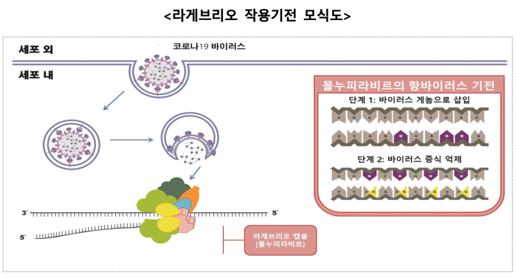  팍스로비드, 라게브리오 처방기준 / 부작용 / 복용방법 - 코로나, 오미크론 먹는치료제