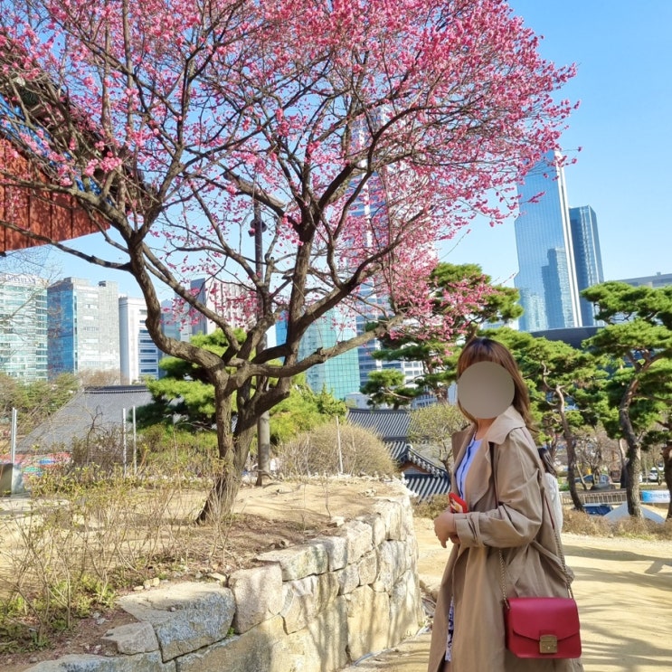  봉은사 홍매화 만개 서울 홍매화명소에서 꽃구경하고 코엑스 데이트
