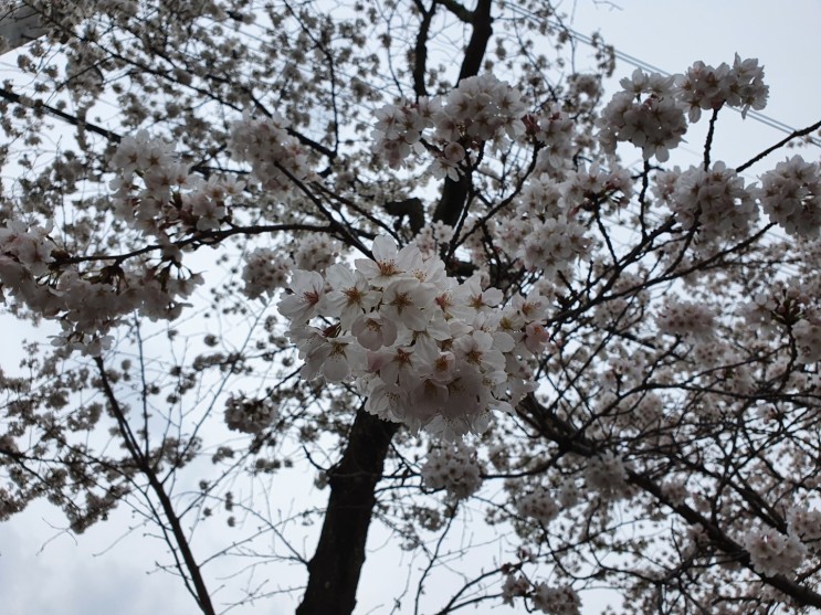 대구 용연사 벚꽃 4월이 절정 벚꽃 꽃말과 개화시기
