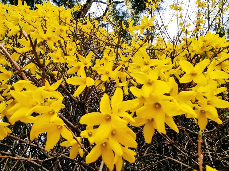 봄에 피는 노란색 개나리 꽃이 활짝 피었습니다