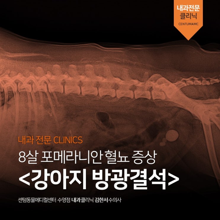  8살 포메라니안 혈뇨 증상 <강아지 방광결석> (부산 센텀동물메디컬센터 수영점 배뇨장애 클리닉)