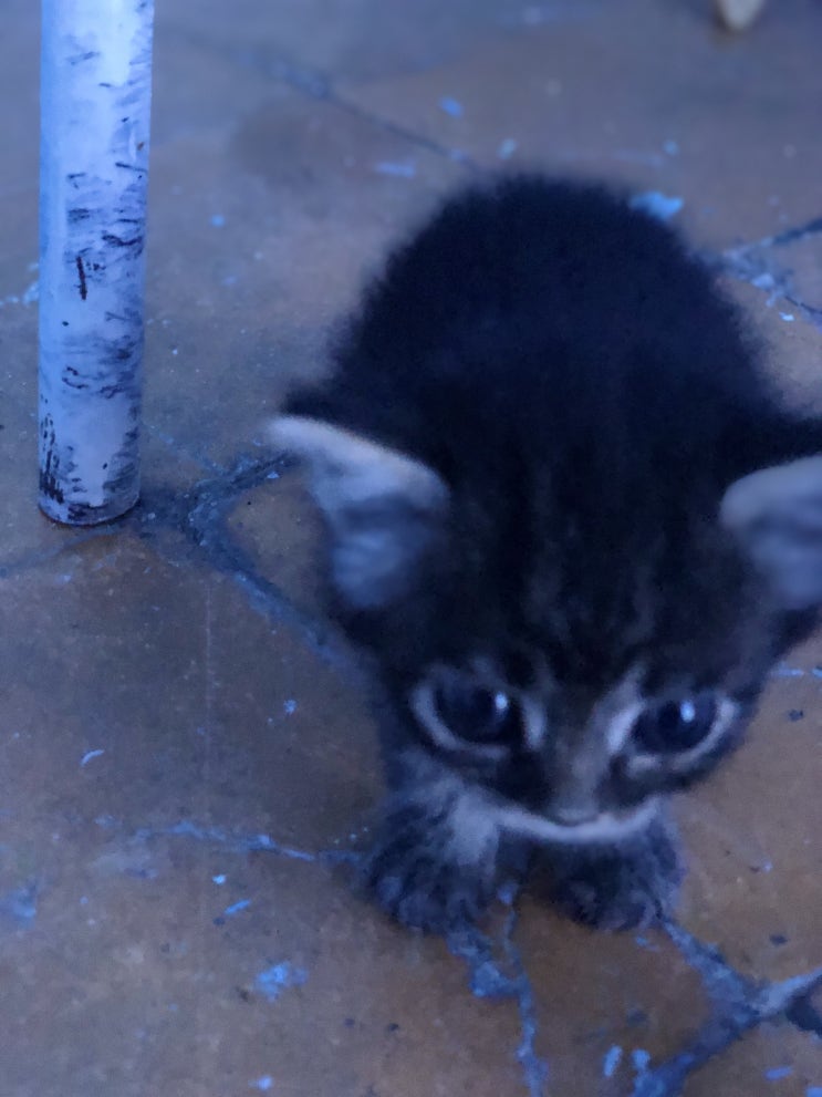 [여자혼자 모로코여행]쉐프샤우엔 잊을수 없는 새끼고양이 사진