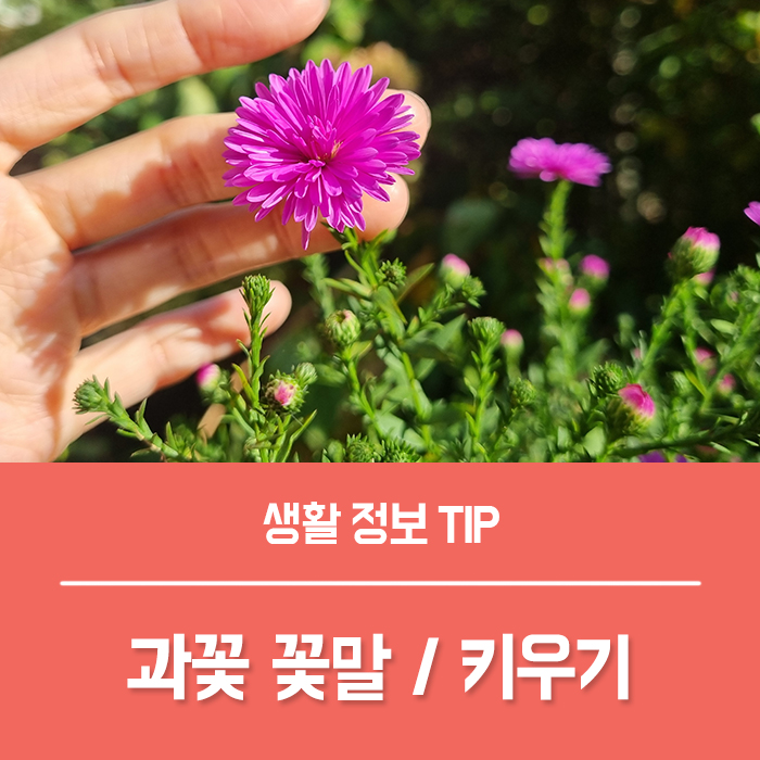  과꽃 꽃말 키우기 동요에 나오는 친숙한 꽃