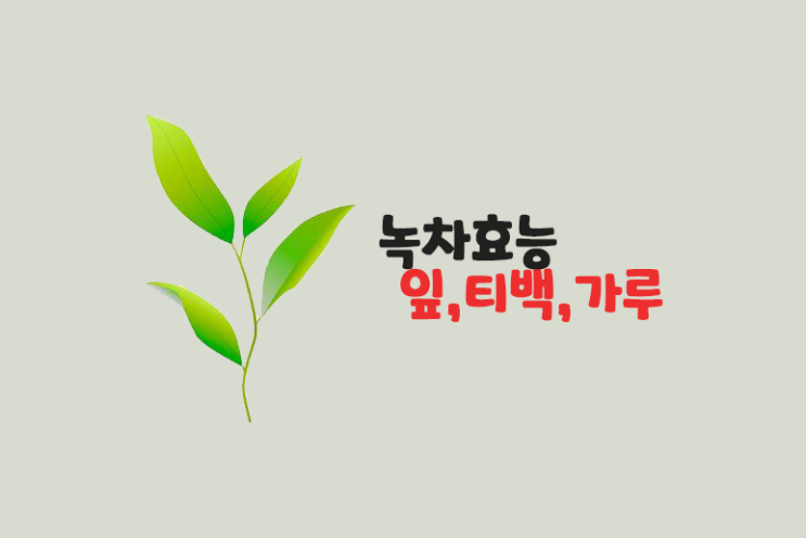녹차효능 (티백,가루,잎)