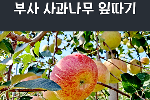 고운잎사과 이미지
