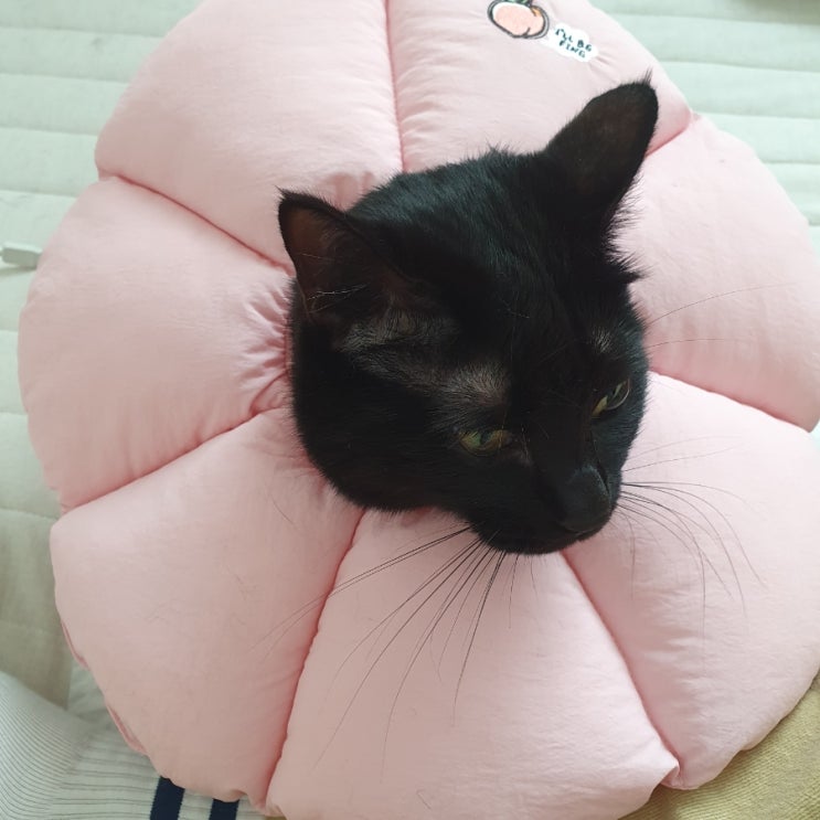  07. 까망이 동물병원