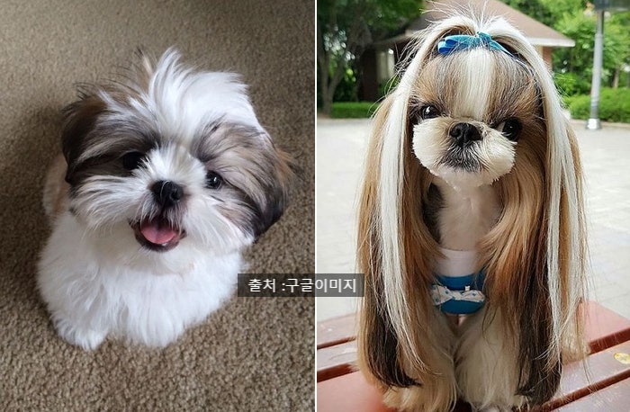  털빠짐이 덜한 반려견                                - 관리 쉬운 견종/털빠짐없는 강아지