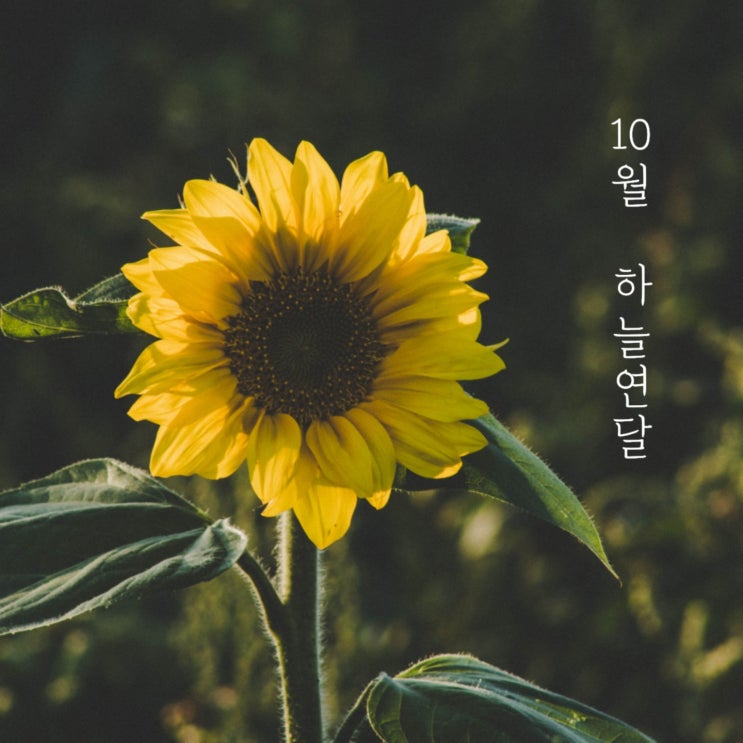  안녕, 하늘연달