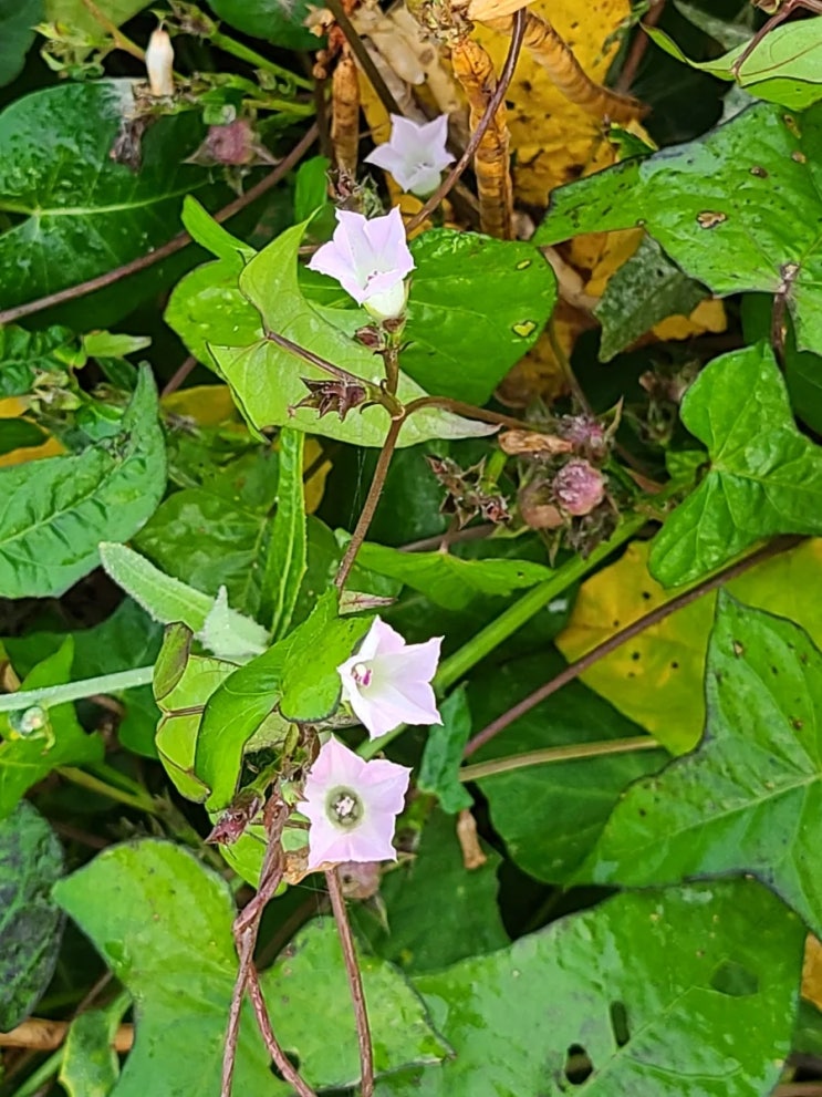 김제 신평천 제방에서 만난 야생화 둥근잎나팔꽃, 별나팔꽃