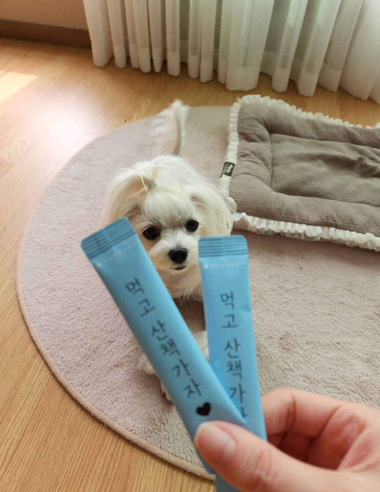  강아지 슬개골탈구 파파메디 관절영양제 우리집 반려견에게 꼭 필요한 영양제
